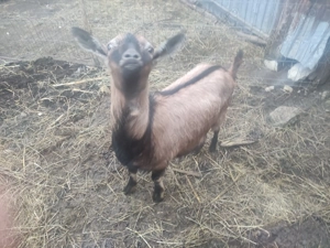 Capra de vanzare - imagine 2