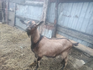 Capra de vanzare - imagine 3