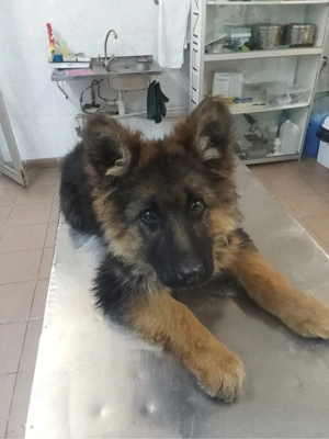 Vând pui ciobanesc german cu parul lung