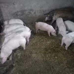 Soldani de vanzare  - imagine 2