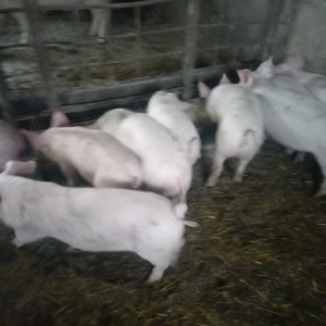 Soldani de vanzare  - imagine 5