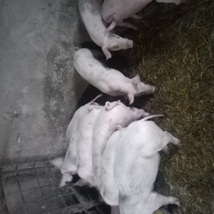 Soldani de vanzare  - imagine 3