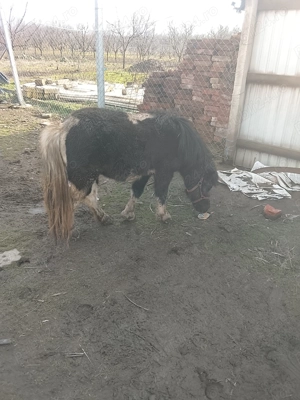 Vând poneita de 2 ani  - imagine 2