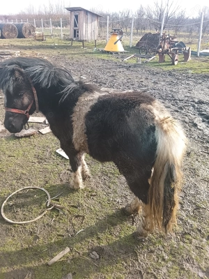 Vând poneita de 2 ani  - imagine 3