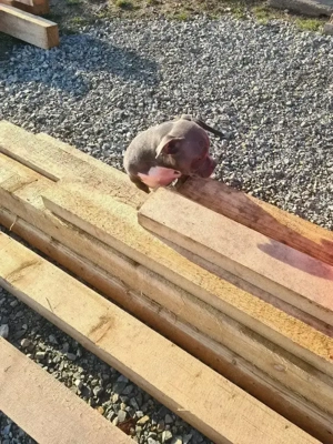 American bully pocket - imagine 3