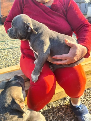 American bully pocket - imagine 4