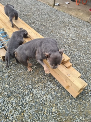 American bully pocket - imagine 5