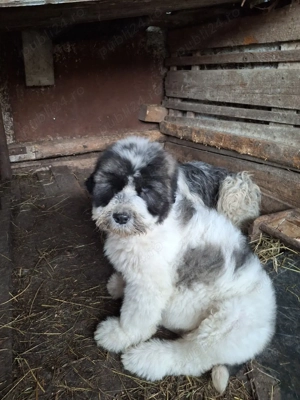 Vând căței Ciobănesc Mioritic 6 săptămâni  - imagine 5