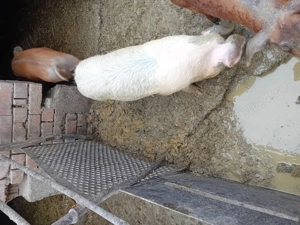 Soldani de vanzare  - imagine 3