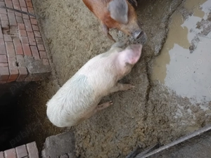 Soldani de vanzare  - imagine 4