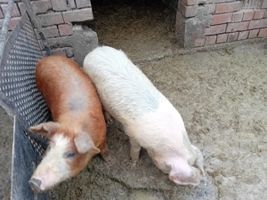 Soldani de vanzare  - imagine 2