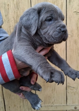 Mascul Cane Corso  - imagine 4