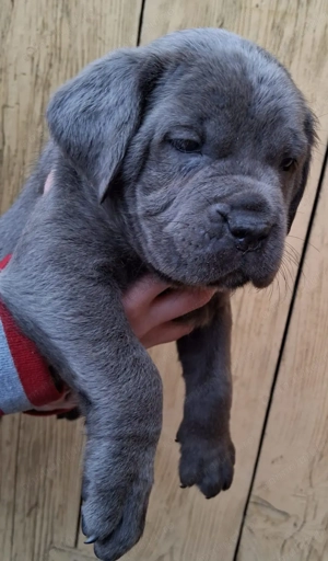 Mascul Cane Corso  - imagine 2