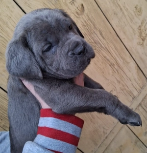 Mascul Cane Corso  - imagine 5