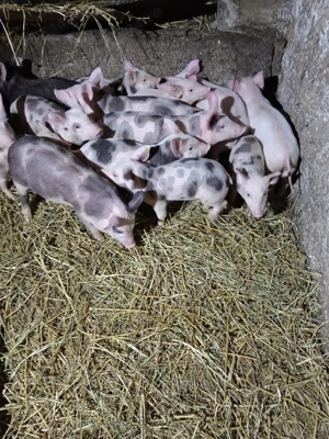 Purcei frumosi  - imagine 2