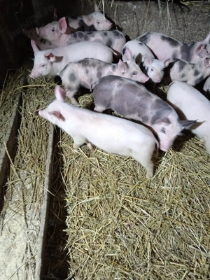 Purcei frumosi  - imagine 3