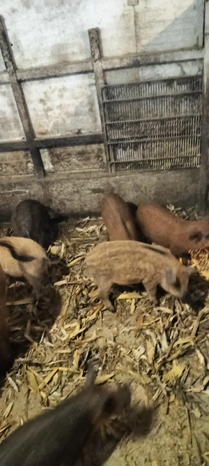 purcei de vanzare - imagine 3