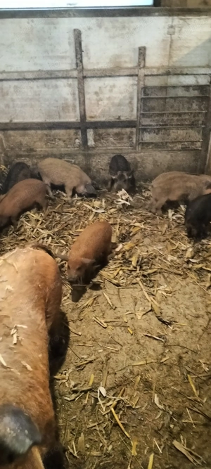 purcei de vanzare - imagine 2