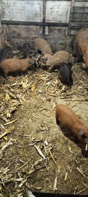 purcei de vanzare - imagine 5