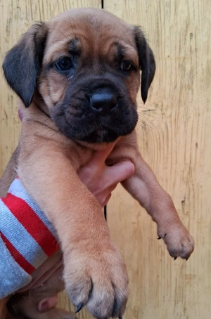 Femela Cane Corso  - imagine 4