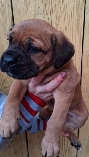 Femela Cane Corso  - imagine 3