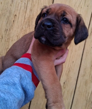 Femela Cane Corso  - imagine 2