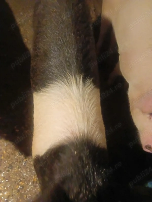 Vand purcea - imagine 3