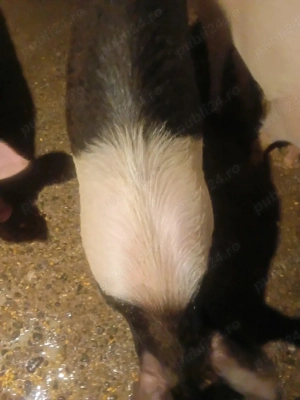 Vand purcea - imagine 2