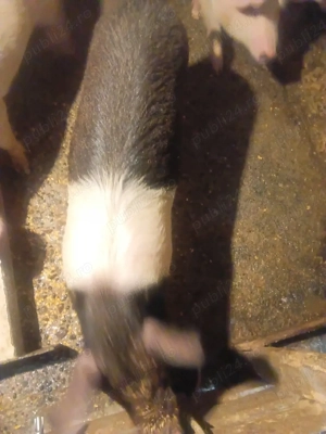 Vand purcea - imagine 4