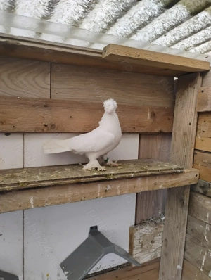 Jucător de botosani femela