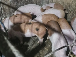 vând 10 soldani rasa de calitate de carne duroc danezi medie 35 kg - imagine 4