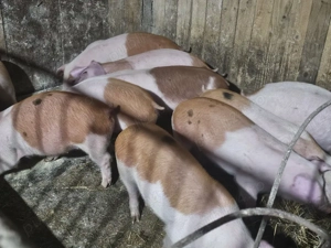 vând 10 soldani rasa de calitate de carne duroc danezi medie 35 kg - imagine 2