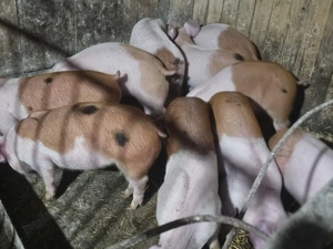 vând 10 soldani rasa de calitate de carne duroc danezi medie 35 kg