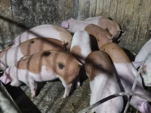 vând 10 soldani rasa de calitate de carne duroc danezi medie 35 kg - imagine 3