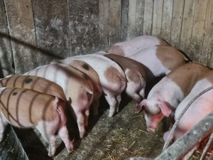 vând 10 soldani rasa de calitate de carne duroc danezi medie 35 kg - imagine 5