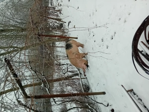 Vand purcea ptr monta sau sacrificat in varsta de 10 luni aprox 150- 160 kg