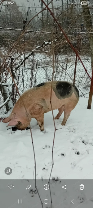 Vand purcea ptr monta sau sacrificat in varsta de 10 luni aprox 150- 160 kg - imagine 2