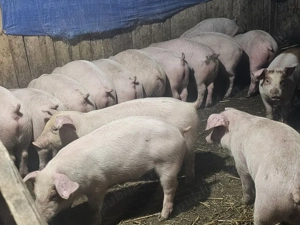 vând 12 soldani rasa de calitate de carne pic numa mascul castrați media 35 kg