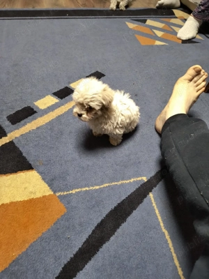 bison maltez mini toi