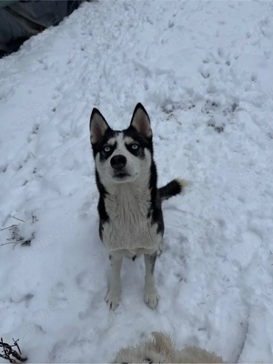 Donez Husky Siberian  - imagine 2