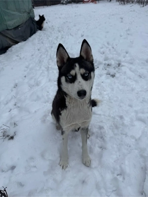 Donez Husky Siberian 