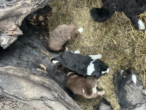 Căței ciobănești românești  - imagine 4