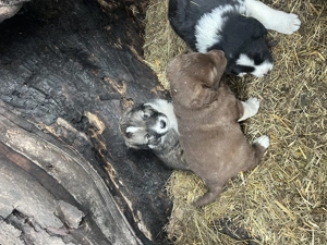 Căței ciobănești românești  - imagine 3