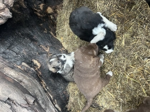 Căței ciobănești românești  - imagine 2