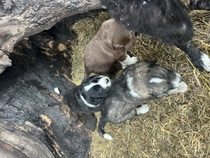 Căței ciobănești românești  - imagine 5