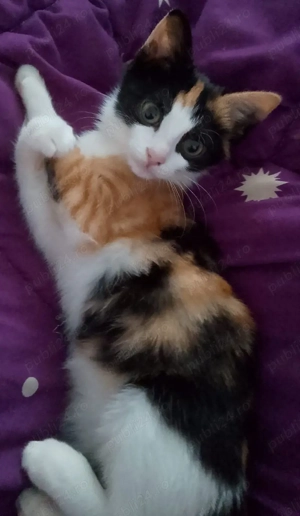 Donez pui de pisică 