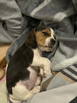 Beagle fetiță - imagine 3