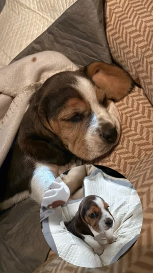 Beagle fetiță - imagine 4