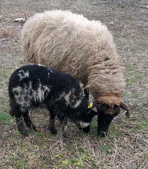 disponibile 6 oi cu 6 miei  - imagine 4