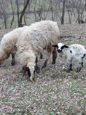 disponibile 6 oi cu 6 miei  - imagine 5